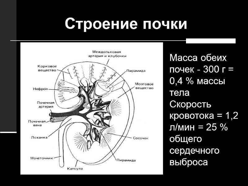 Строение почки Масса обеих почек - 300 г = 0,4 % массы тела Скорость